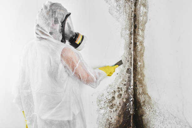 Best Residential Mold Remediation in The Colony, TX