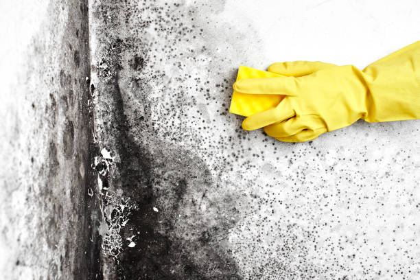 Best Mold Testing and Inspection Services in The Colony, TX