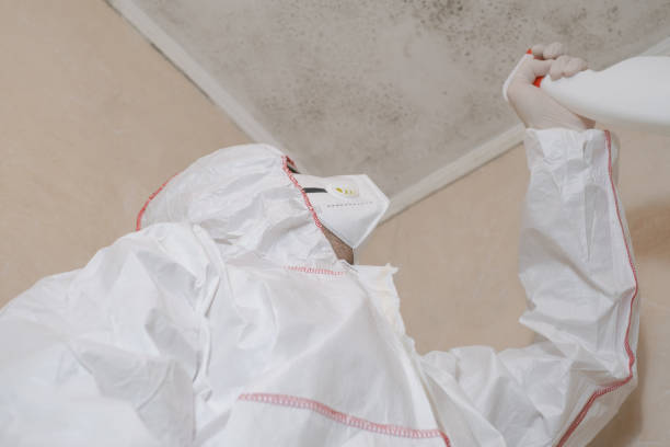 Best Industrial Mold Remediation in The Colony, TX