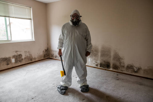 Best Basement Mold Remediation in The Colony, TX
