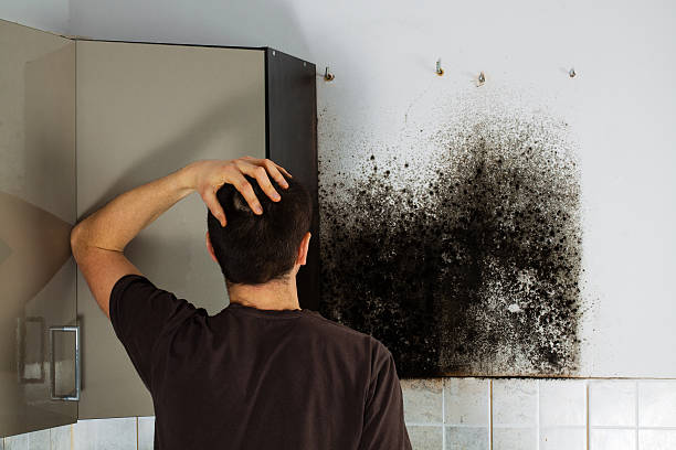 Trusted The Colony, TX Mold Remediation Experts