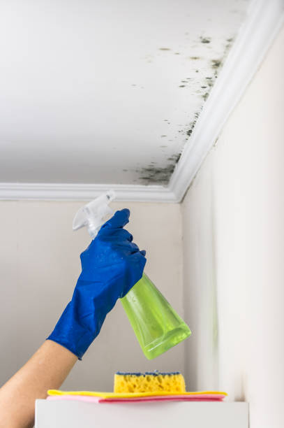 Best HVAC Mold Remediation in The Colony, TX
