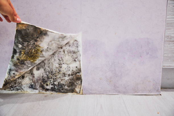 Best Post-Flood Mold Remediation in The Colony, TX